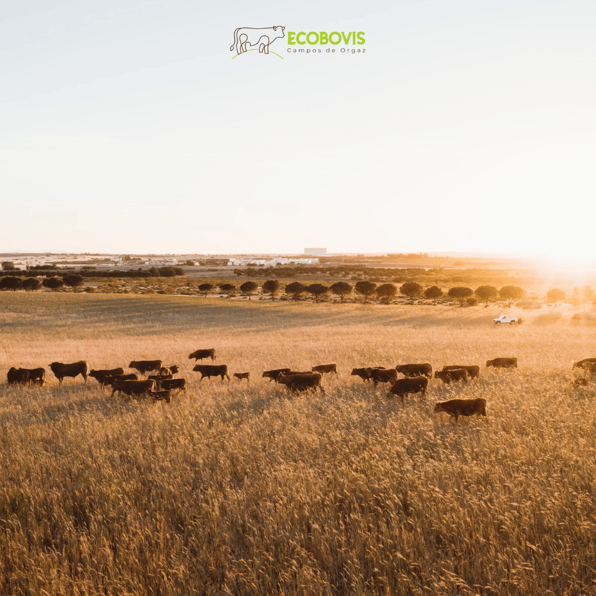 Ternera ecológica vs ternera convencional: diferencias reales y por qué elegirla